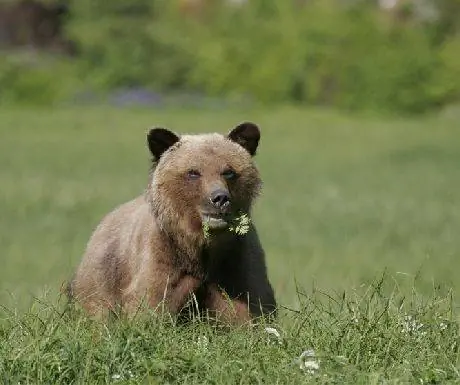 Медведь гризли