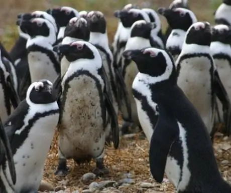 слайдер_grootbos_penguins