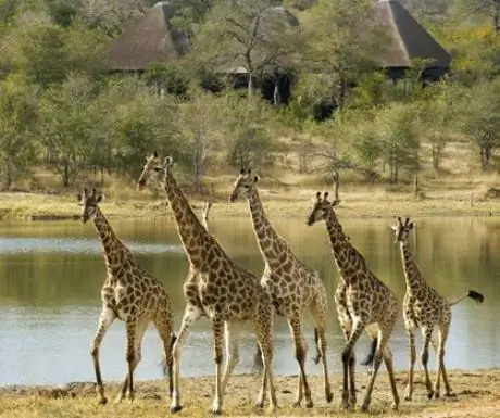 слайдер_chitwa_chitwa_wildlife