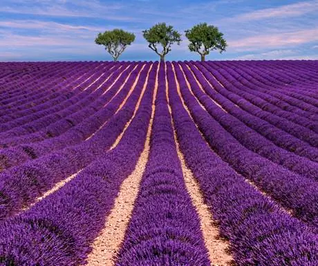 Luberon: лавандовый с оттенком класса