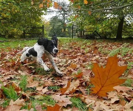 Наша собака гоняется за листьями