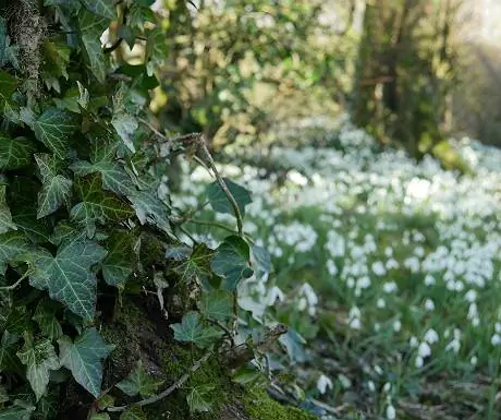 Подснежники в Сизерге
