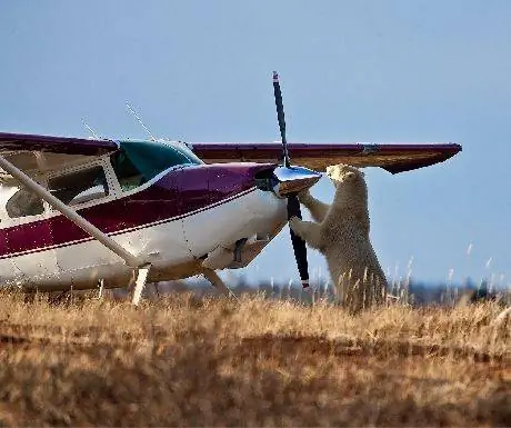 Черчилль Уайлд