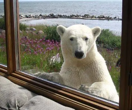 Черчилль Дикий наблюдатель