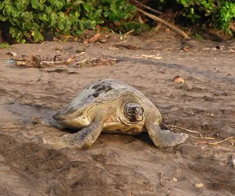 Черепаха, Тортугеро