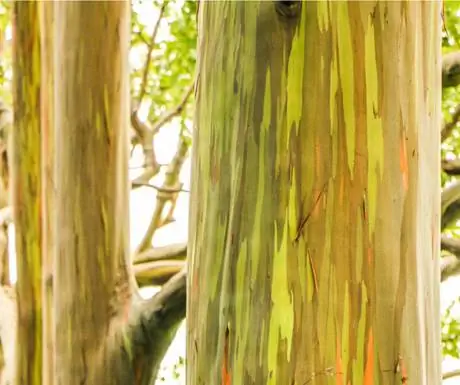 Радужная эвкалиптовая роща