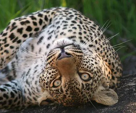 Леопард - заповедник Слоновьих равнин - Южная Африка