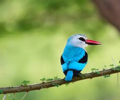 Жизнь птиц сафари