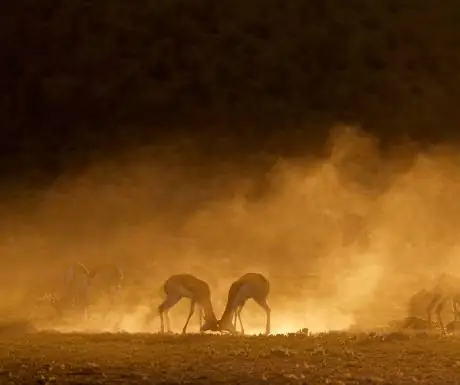 Ранний утренний свет