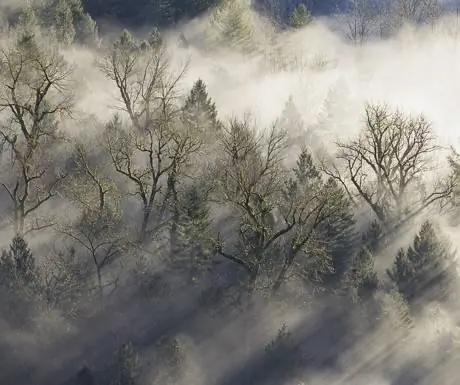 утренний туман