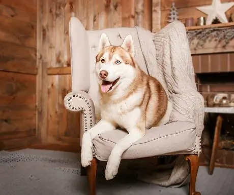 Собака