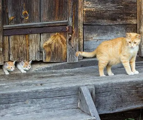 Кошки