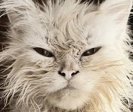 Кот, который означает бизнес