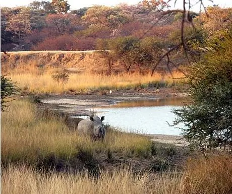 Monate Game Lodge защищает находящихся под угрозой исчезновения носорогов