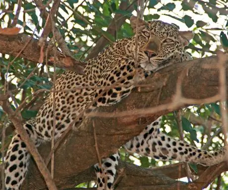 Южный Луангва Леопард