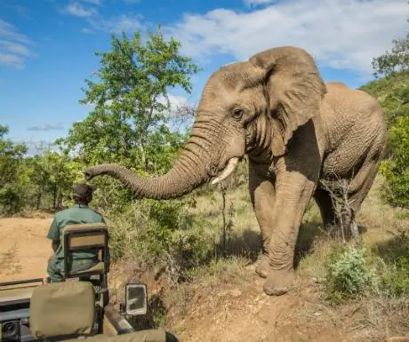 Самое роскошное сафари в Южной Африке