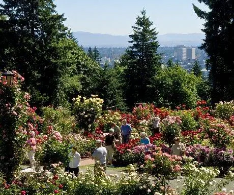 Портлендский розарий