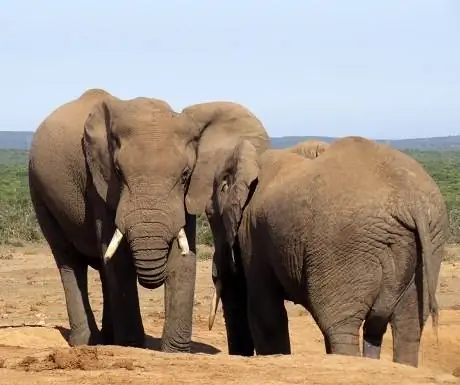 Слоны пьют воду на плотине Хапур в национальном парке слонов Аддо, Южная Африка.