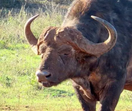 Зловещий бык-буйвол, Национальный парк слонов Аддо, Южная Африка