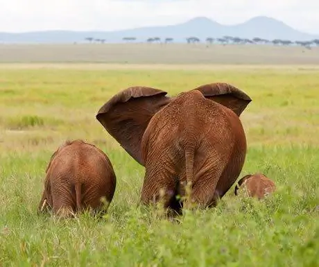 Слон в национальном парке Тарангире