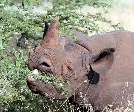 Черный носорог, кратер Нгоронгоро