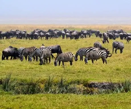 5 лучших впечатлений от дикой природы Танзании