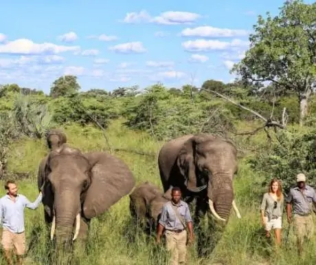 Абу Кэмп Слона