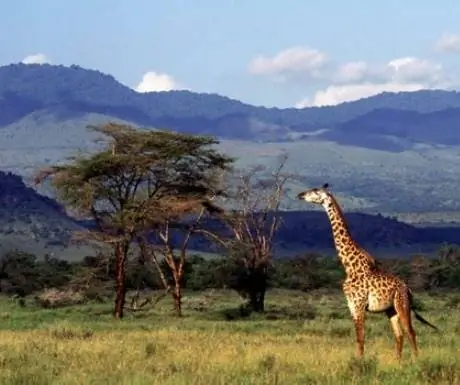 Жираф-ин-Чилу-Хиллз-из-Кампи-я-Канзи