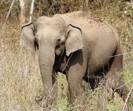 Нагархол-опыт-путешествия-группа-южная-Индия