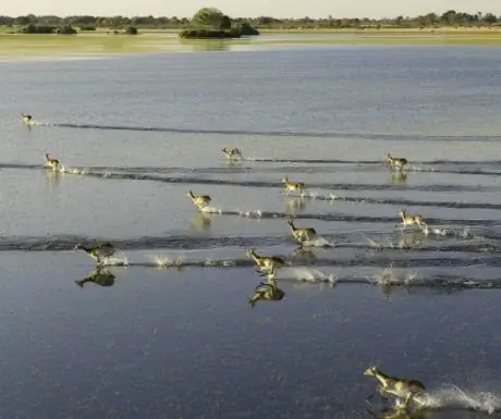 2-окаванго-дельтаjpg