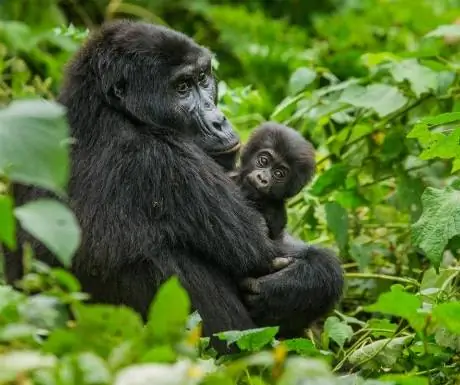 5-последние великие обезьяныjpg