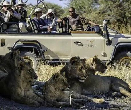 9-котов-мореми