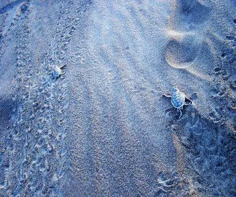 Детские черепашки Тортугеро