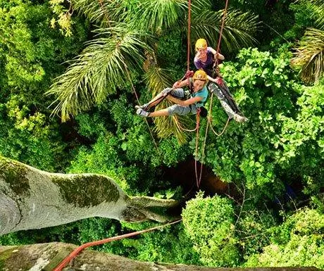 Амазонка лазит по деревьям