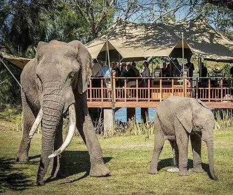5 лучших развлечений на берегу реки Замбези