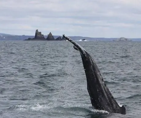Whale_watching_B altimore