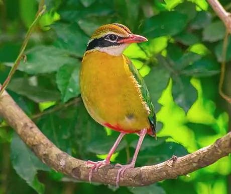 Пернатые друзья - BUNDALA BIRD SANCTURAY Пернатые друзья - BUNDALA BIRD SANCTURAY