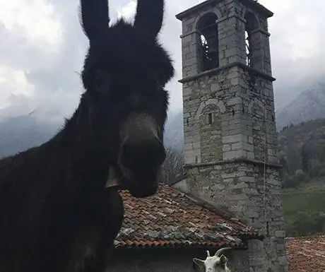 поездка-поездка-чеспе-осел-фотобомба