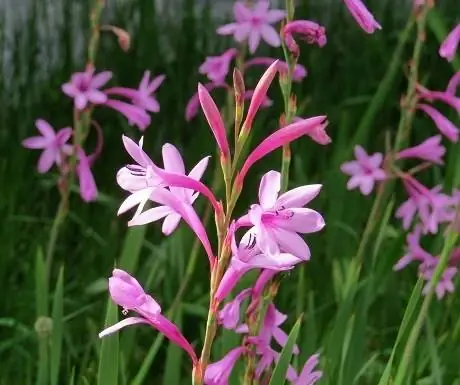 патерностер-фотография-размытие