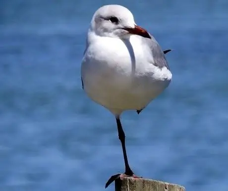 патерностер-фотография-урожай