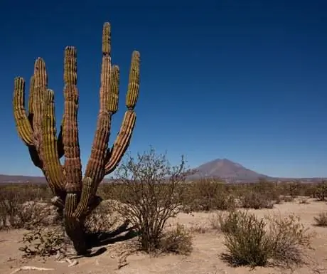 Пустыня Лос-Кабос-Баха