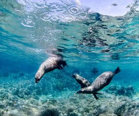 Морские львы, Лос-Кабос