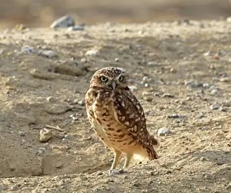 Роющая сова