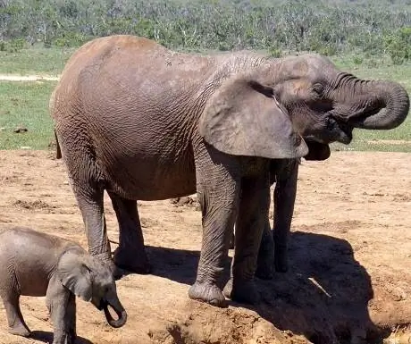 Южный Кейп, Ньяти, слоны