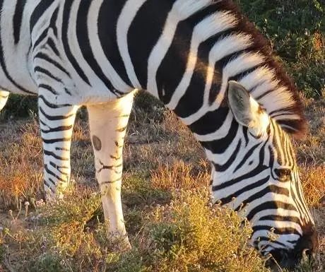 Южный Кейп, лагерь отдыха Аддо, зебра