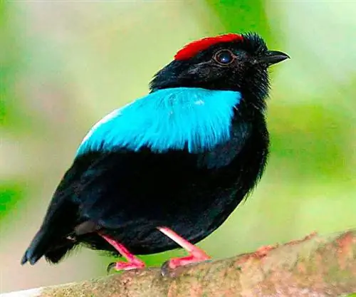 Сине-Спинный Манакин