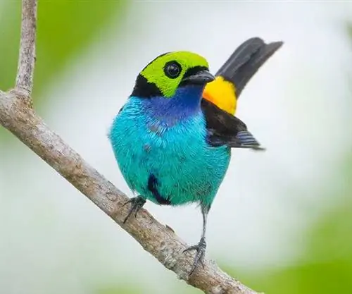 Рай-Танагер