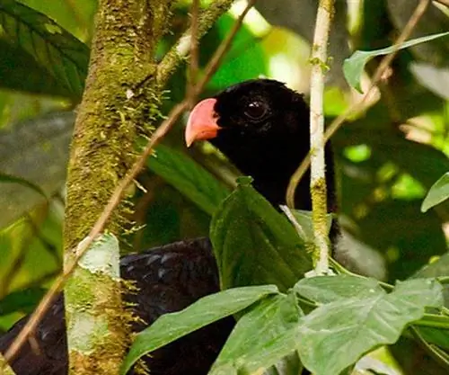Сальвинс-Курасов