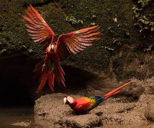 Скарлет-Ара