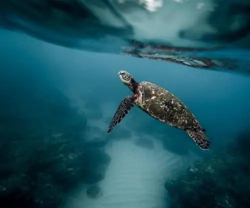 5 лучших мест для сноркелинга на Галапагосах